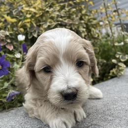 Aussiedoodle, Goldendoodle, Poodle, and Sheepadoodle Puppies from Draper Mountain Doodles
