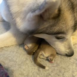 Siberian Husky Puppies from Velox Siberians