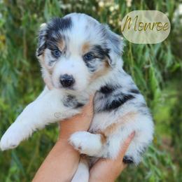 Monroe - The Starlet - Blue merle female Australian Shepherd puppy in Pittsville, Wisconsin from Match Dot Pup