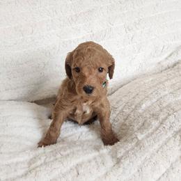 Light Blue - Red  male Goldendoodle puppy in Cumming, Georgia from Chattahoochee Kennels