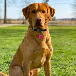 Ozark - Labrador Retriever