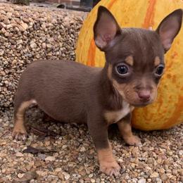 Catahoula Leopard Dog, Cocker Spaniel, Pomeranian, and Teddy Roosevelt Terrier Puppies from Rich Cat’s