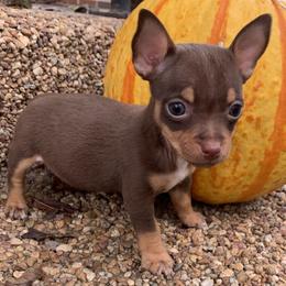 Catahoula Leopard Dog, Cocker Spaniel, Pomeranian, and Teddy Roosevelt Terrier Puppies from Rich Cat’s