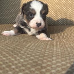 Jane - Blue tri female Toy Australian Shepherd puppy in Puryear, Tennessee from A&W Toy Aussies