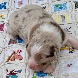 Sparky - Red merle male Australian Shepherd puppy in Zeeland, Michigan from Apple Ridge AKC Aussies