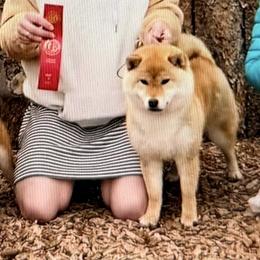 Grand Champion Prairie Walkers Paisley Reflections - Red female Shiba Inu puppy in Trenton, Nebraska from Prairie Shibas