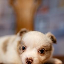 Chihuahua Puppies from Arizona Adventure Chihuahuas