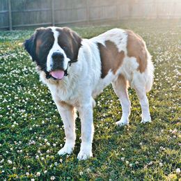 Leonardo - Saint Bernard