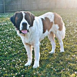 Leonardo - Saint Bernard