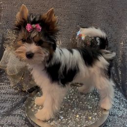 Emmy - Black tan and white female Biewer Terrier puppy in Rocklin, California from Precious Jewels Biewer Terriers