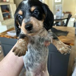 Button - Piebald male Dachshund puppy in Bruceton, Tennessee from Dachshund Dreams