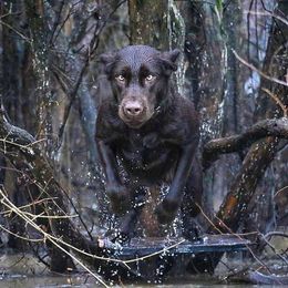 Hank - Labrador Retriever