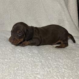 Speedy - Chocolate and tan male Dachshund puppy in Mocksville, North Carolina from The Dachs of Hazzard Dachshunds