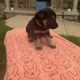 Trix - Black and tan female German Shepherd puppy in Spring Grove, Pennsylvania from Keystone Herman Shepards