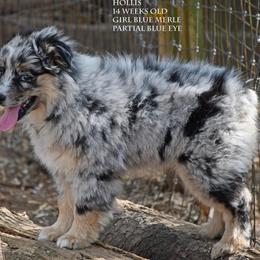 Hollis - Blue merle female Miniature Australian Shepherd puppy in Patterson, North Carolina from DreamLine Aussies