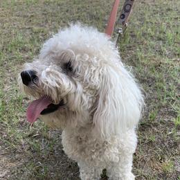 Sadie  - Poodle