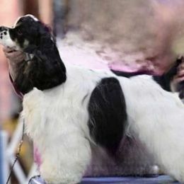 Capp - Cocker Spaniel