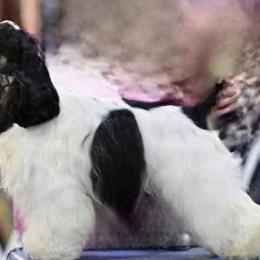 Capp - Cocker Spaniel