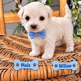 Willow - Cream male Maltipoo puppy in Dover, Florida from Country Cottage Puppies