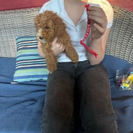 Red collar - Red  male Goldendoodle puppy in Lake Butler, Florida from Providence Ranches