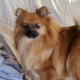 Sable - Pomeranian