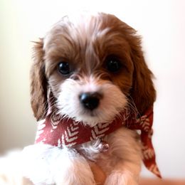 Pumpkin of Reedy River Doodles - White female Cavapoo puppy in Greenville, South Carolina from Reedy River Doodles