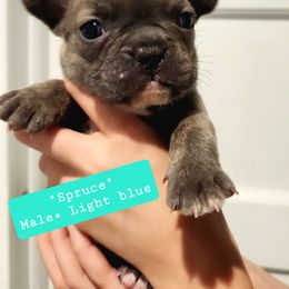 Spruce-Doug - Blue French Bulldog puppy in Vanderbilt, Michigan from The French Tribe