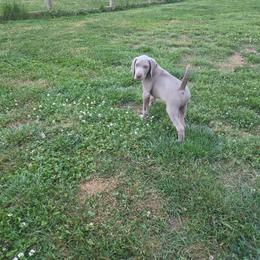 RED COLLAR - Gray male Weimaraner puppy in Catoosa County, Georgia from Kaleidoscope Weims