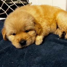 Tinsel - Golden male Golden Retriever puppy in Indiana County, Pennsylvania from Liberty's Legacy Goldens