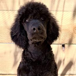 Portobello - Phantom male Poodle puppy in Arroyo Grande, California from Ever So Clever Poodles