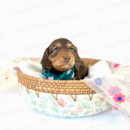 Moose - Chocolate and tan male Dachshund puppy in Greenville, North Carolina from The Gorman Farms