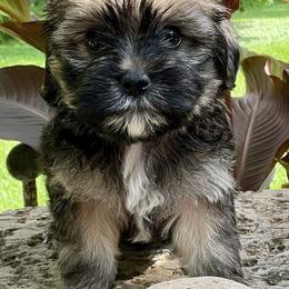 Benji - Black and tan male Companion Cross puppy in Mankato, Minnesota from Tiny and Treasured