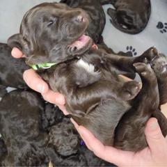 Labradoodle Puppies from Molly’s Doodles