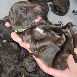 Labradoodle Puppies from Molly’s Doodles