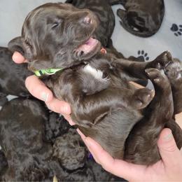 Labradoodle Puppies from Molly’s Doodles