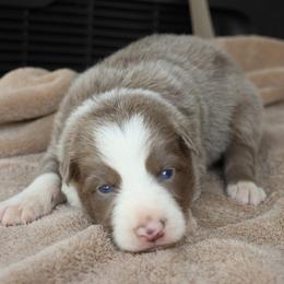 Orange Collar - Lilac male Border Collie puppy in Courtland, Alabama from C Bar C Ranch Border Collies