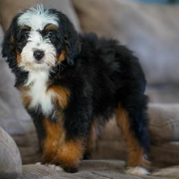 Ian - Tri-color male Bernedoodle puppy in Dundee, Ohio from Down Home Doodle