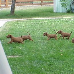 Irish Terrier Puppies from Geordan Irish Terriers