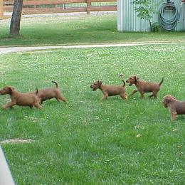 Irish Terrier Puppies from Geordan Irish Terriers