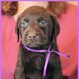 Labrador Retriever Puppies from van Dalen Labradors
