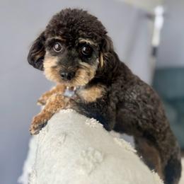 Theo - Poodle