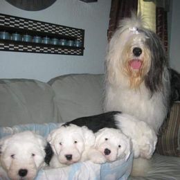 Old English Sheepdog Puppies from Orleans Old English Sheepdogs
