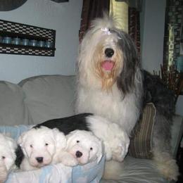 Old English Sheepdog Puppies from Orleans Old English Sheepdogs