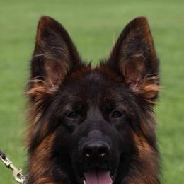 SG12 BSZS 25' Diva From the Black Showline AD - Black and red female German Shepherd puppy in Nacogdoches, Texas from Vom Hausgladfel