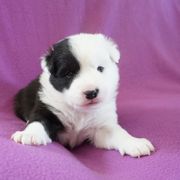 Icelandic Sheepdog Puppies from PurpleSage Icelandics