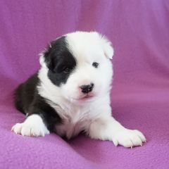 Icelandic Sheepdog Puppies from PurpleSage Icelandics