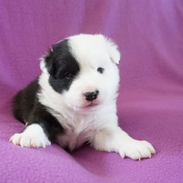 Icelandic Sheepdog Puppies from PurpleSage Icelandics
