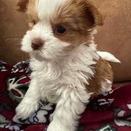Bradley - Chocolate, tan and white male Yorkshire Terrier puppy in Lyle, Washington from Sport Yorkie
