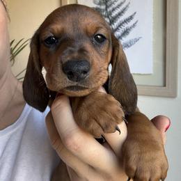 Dachshund All Grown Up from Hotdawgz standard AKC dachshunds