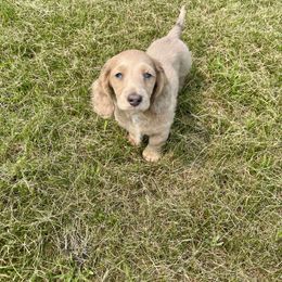 Dachshund and Pembroke Welsh Corgi Puppies from Three K Miniature Dachshunds